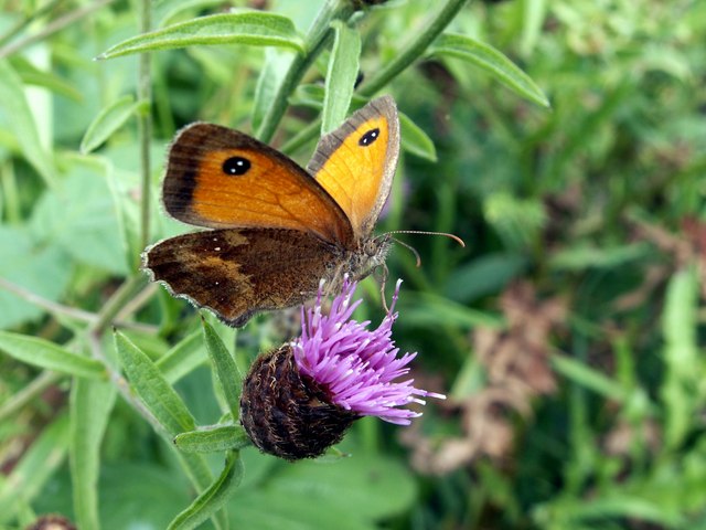 Gatekeeper Butterfly on Knapweed