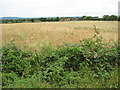 View to Sheenhill Farm