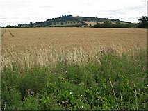 SP1545 : View to Meon Hill from the Long Marston Road by Philip Halling