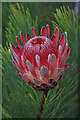 SN5218 : Protea aristata - National Botanic Garden of Wales by Mick Lobb