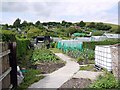 Allotments off Azalea Way, Newburn