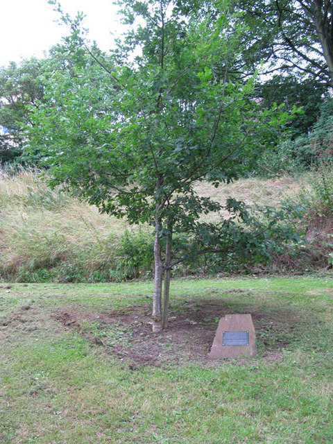 Memorial oak tree