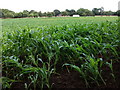Maize in field at Burton Green 