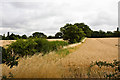 Field Boundary, Rectory Farm