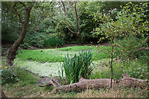 TQ3199 : Woodland Pond by Martin Addison