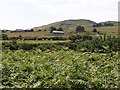 View uphill across roadside bracken to Llanfihangel Bachellaeth