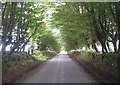 Tree-lined road to Balblair