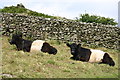 SD3683 : Cows near Hard Crag by Elizabeth Johnson