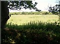 View across to woodland near Nant y Golchi