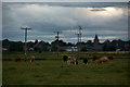 Beef cattle near Coupar Angus