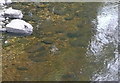 Dipper on the River Ardle