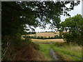 Barley field, Chesterfield