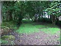 Waterlogged tree-lined avenue