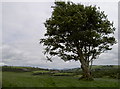 Tree and quarries