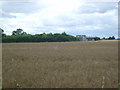 Farmland near Golden Square