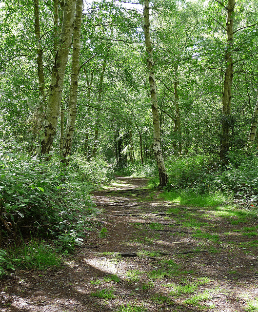 Park Wood, Chislehurst (2) © Stephen Richards :: Geograph Britain and ...