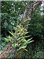 Polypody fern on oak