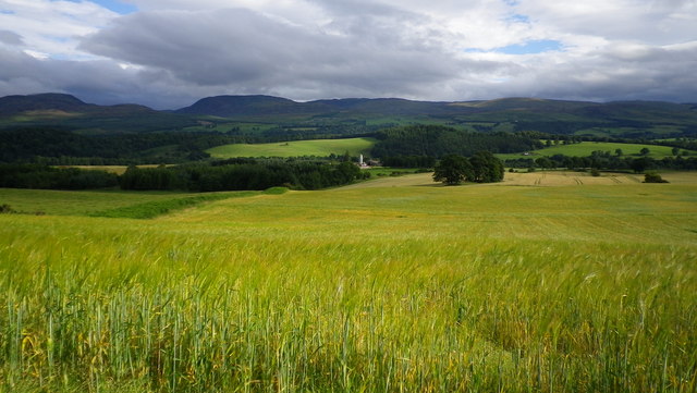Barley Field near Lochlane