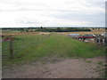 Path to Haxey Carr (1)