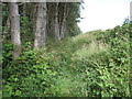 Footpath near Loftus Wood