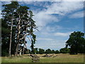 View across the parkland, Ickworth