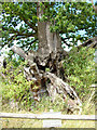 The Tea Party Oak, Ickworth Park