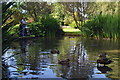 Tiverton : Westexe Park Duck Pond