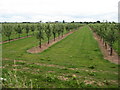 Apple trees at Little Brampton