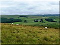 Rough grazing on Landshot Hill