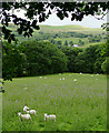 Grazing in Cwm Mwyro, Ceredigion