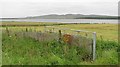 Grassland, Loch Calder