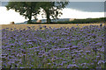 NO2445 : Lavender, Bardmony, near Alyth by Mike Pennington