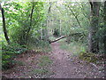 Fallen tree on footpath to Wheelers Lane