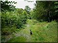 Disused railway above Farley Halt