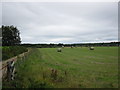 Field near Balloch