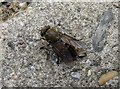 Large hover fly imitating a bee