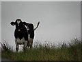 H5532 : Cow, Nart by Kenneth  Allen