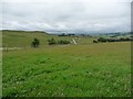 Clover-filled pasture