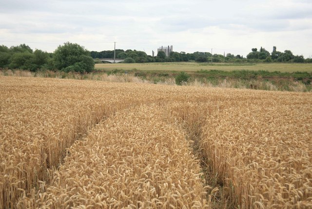 Ripe Corn With The River Trent Beyond © Roger Geach Geograph Britain