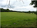 Grazing land north of Traps Coppice