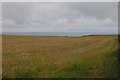 Field overlooking Cardigan Bay