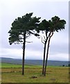 Windblown pines