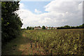 Footpath near Ridgewell