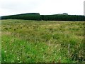 Pasture between the road and the conifers