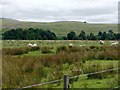 NY8595 : Sheep grazing by the A68 by Christine Johnstone
