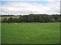 Farmland near Alvanley