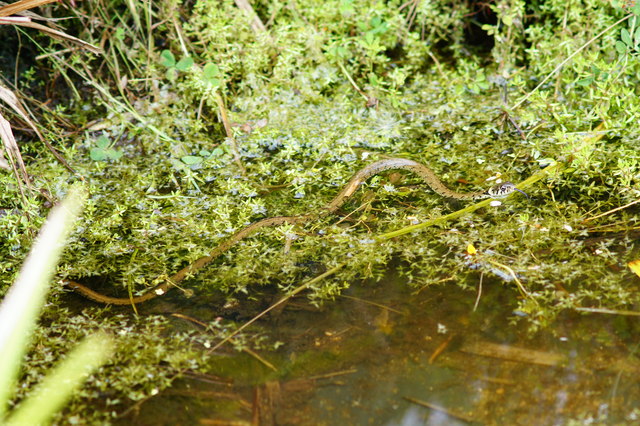 Grass Snake at the British Wildlife Centre, Newchapel, Surrey