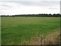 Grazing land near the River Torne