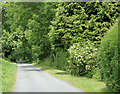 2010 : Hedgerow with roses on Bradley Road