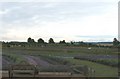 Lavender fields, Wolds Way Lavender